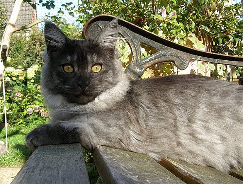 Lucina´s Niccolò, 15 Wochen alt