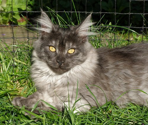 Lucina´s Niccolò, 15 Wochen alt