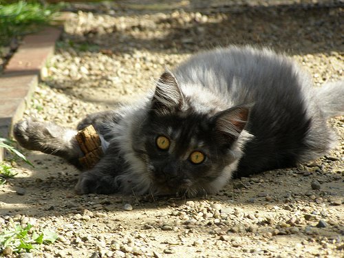 Lucina´s Niccolò, 15 Wochen alt