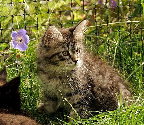 Lucina´s Nelly, 10 Wochen alt