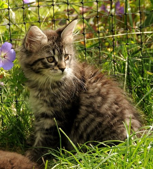 Lucina´s Nelly, 10 Wochen alt