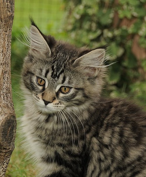 Lucina´s Nelly, 12 Wochen alt