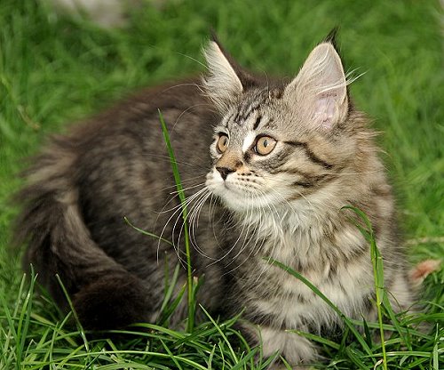 Lucina´s Nelly, 12 Wochen alt