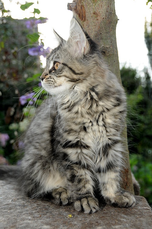 Lucina´s Nelly, 13 Wochen alt