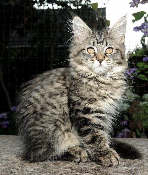 Lucina´s Nelly, 13 Wochen alt