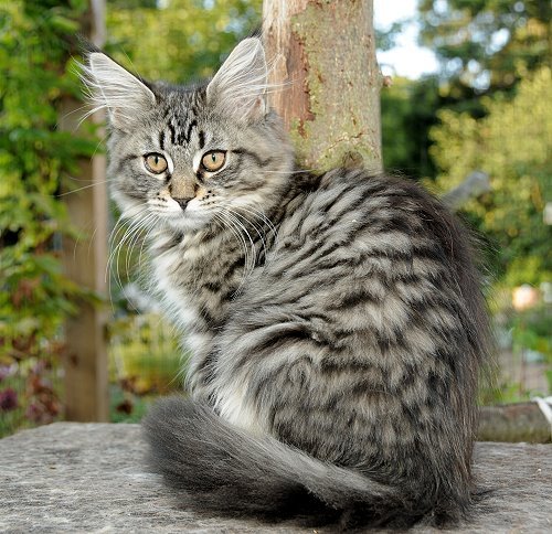 Lucina´s Nelly, 13 Wochen alt