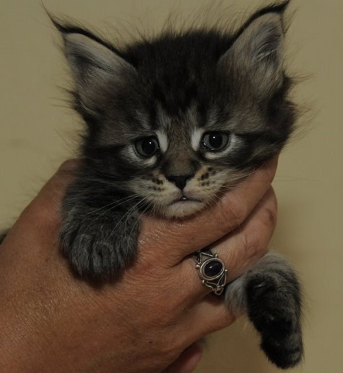 Lucina´s Nelly, 4 Wochen alt