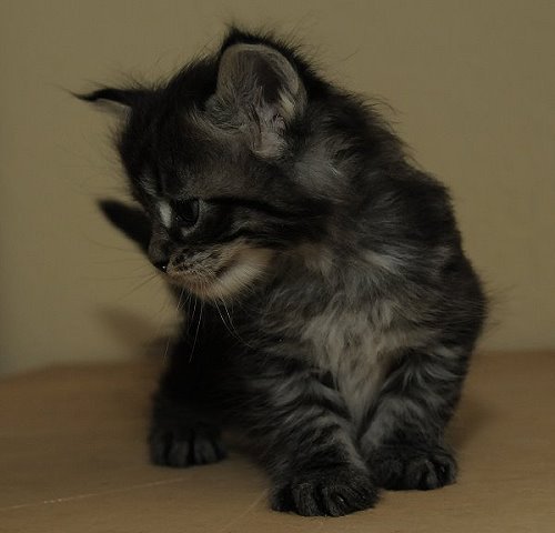 Lucina´s Nelly, 4 Wochen alt