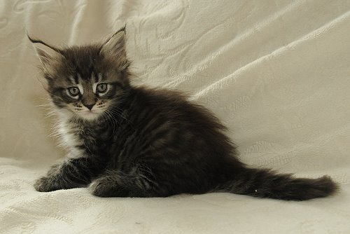 Lucina´s Nelly, 6 Wochen alt