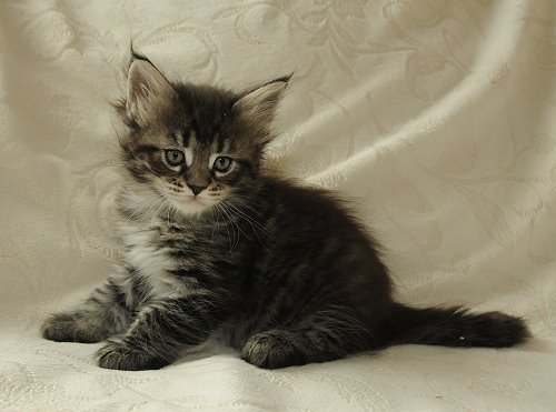 Lucina´s Nelly, 6 Wochen alt