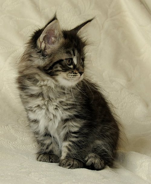 Lucina´s Nelly, 7 Wochen alt