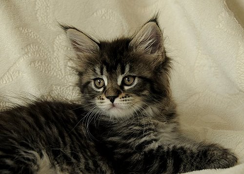 Lucina´s Nelly, 7 Wochen alt