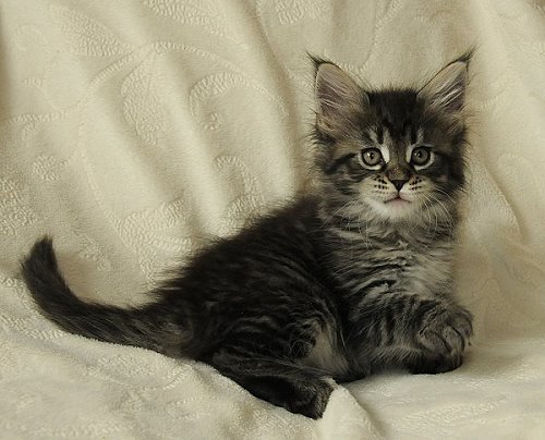 Lucina´s Nelly, 7 Wochen alt