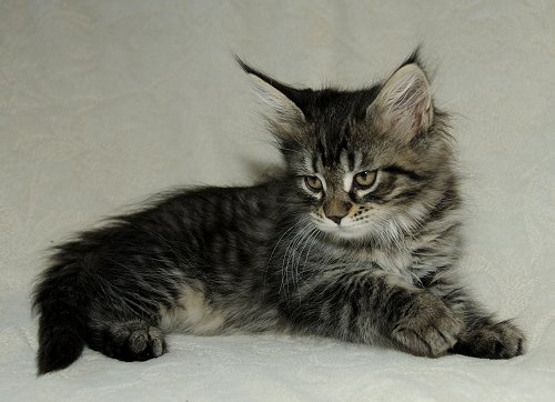 Lucina´s Nelly, 8 Wochen alt