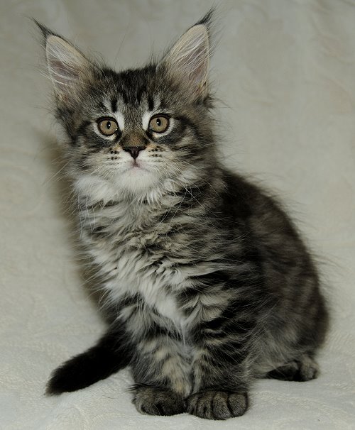 Lucina´s Nelly, 8 Wochen alt