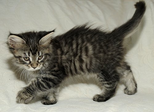 Lucina´s Nelly, 8 Wochen alt