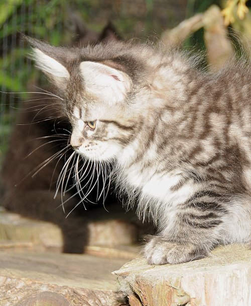 Lucina´s Nelly, 9 Wochen alt