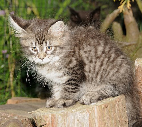 Lucina´s Nelly, 9 Wochen alt