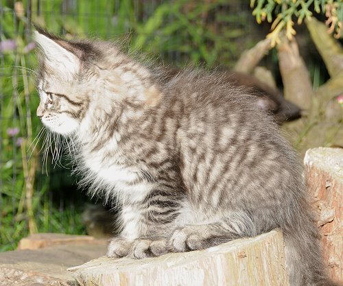 Lucina´s Nelly, 9 Wochen alt