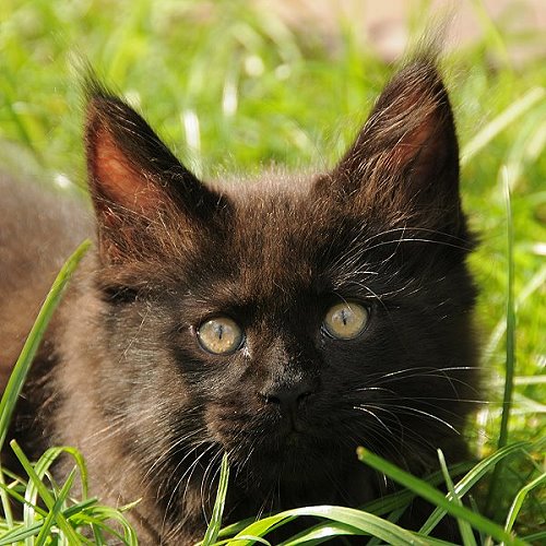 Lucina´s Nepomuk, 10 Wochen alt