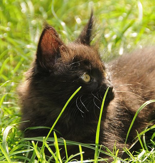 Lucina´s Nepomuk, 10 Wochen alt