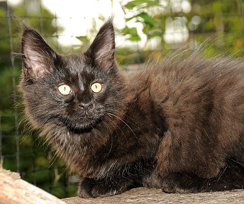 Lucina´s Nepomuk, 12 Wochen alt