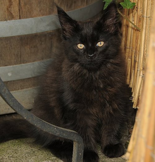 Lucina´s Nepomuk, 12 Wochen alt