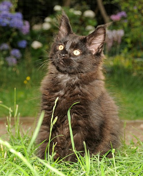 Lucina´s Nepomuk, 12 Wochen alt