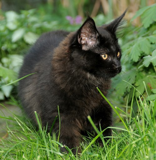 Lucina´s Nepomuk, 13 Wochen alt