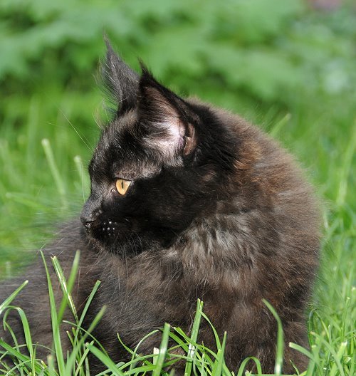 Lucina´s Nepomuk, 13 Wochen alt