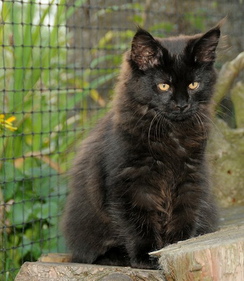 Lucina´s Nepomuk, 13 Wochen alt