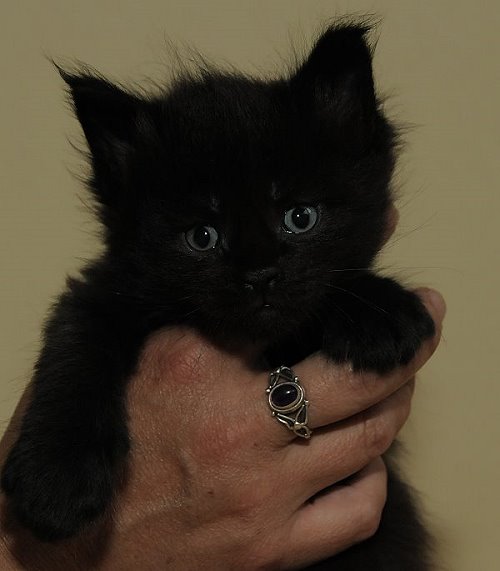 Lucina´s Nepomuk, 4 Wochen alt