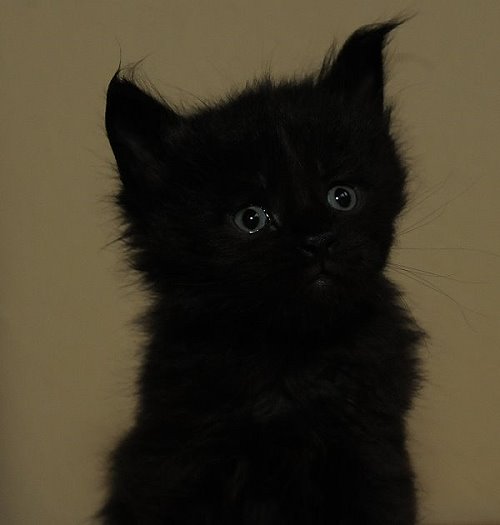 Lucina´s Nepomuk, 4 Wochen alt