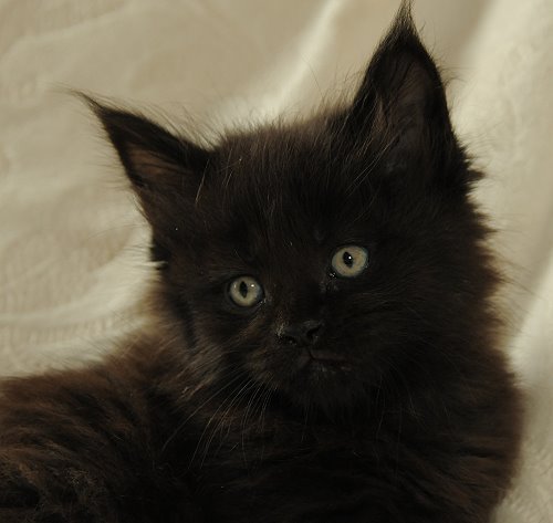 Lucina´s Nepomuk, 6 Wochen alt