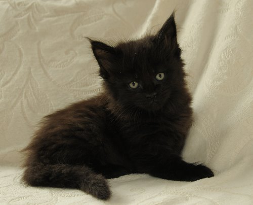 Lucina´s Nepomuk, 6 Wochen alt