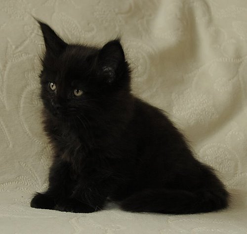 Lucina´s Nepomuk, 7 Wochen alt