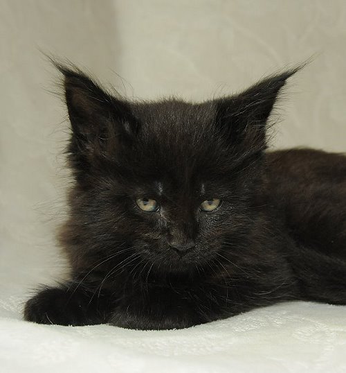 Lucina´s Nepomuk, 7 Wochen alt