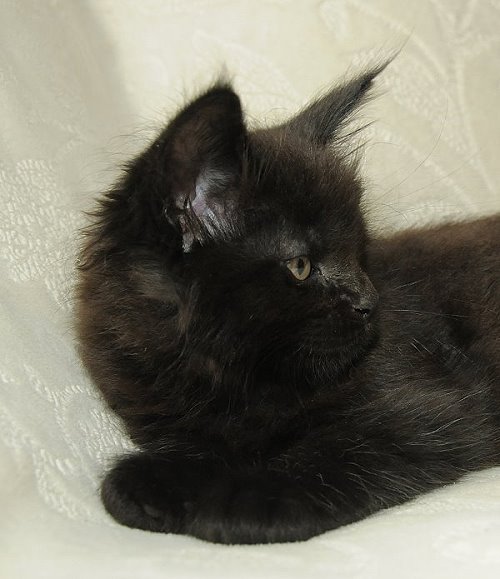 Lucina´s Nepomuk, 7 Wochen alt