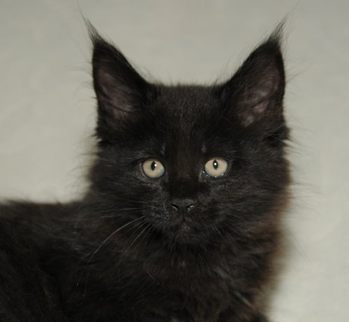 Lucina´s Nepomuk, 8 Wochen alt