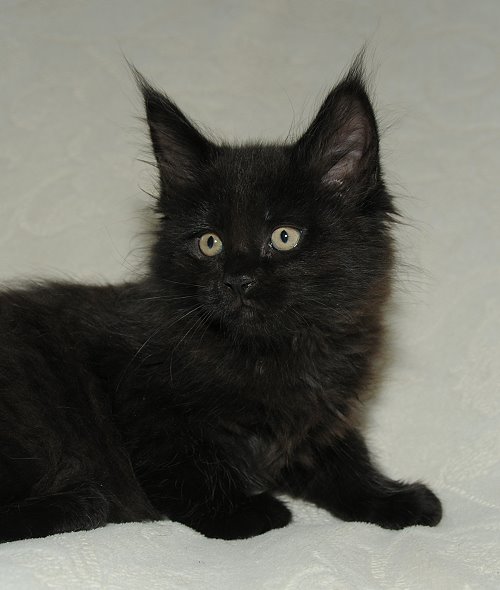 Lucina´s Nepomuk, 8 Wochen alt