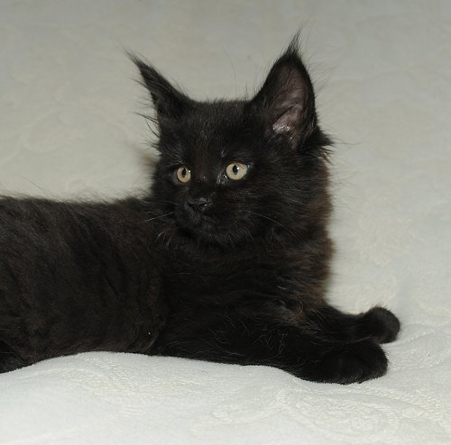 Lucina´s Nepomuk, 8 Wochen alt