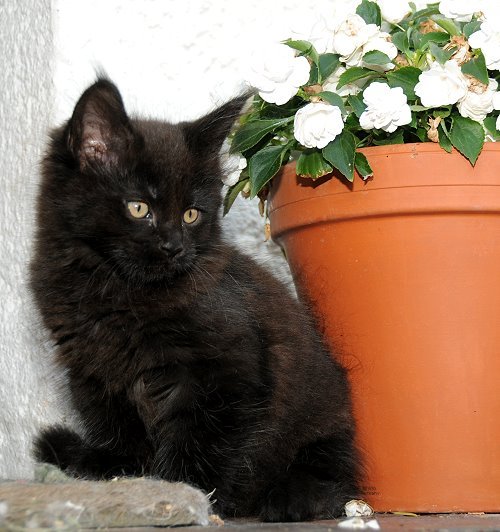 Lucina´s Nepomuk, 9 Wochen alt