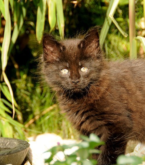 Lucina´s Nepomuk, 9 Wochen alt