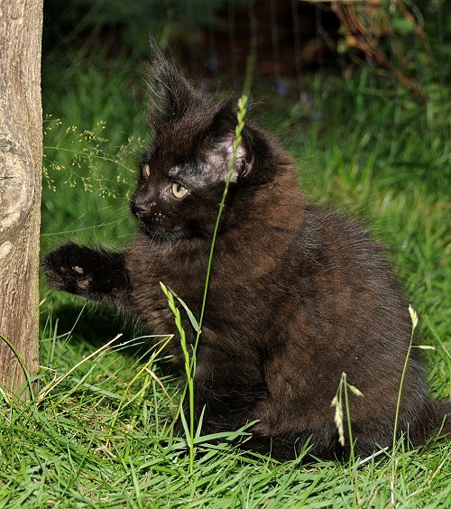 Lucina´s Nepomuk, 9 Wochen alt