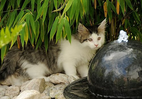 Lucina´s Newton, 10 Wochen alt