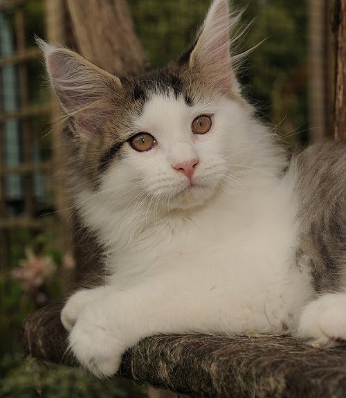 Lucina´s Newton, 12 Wochen alt