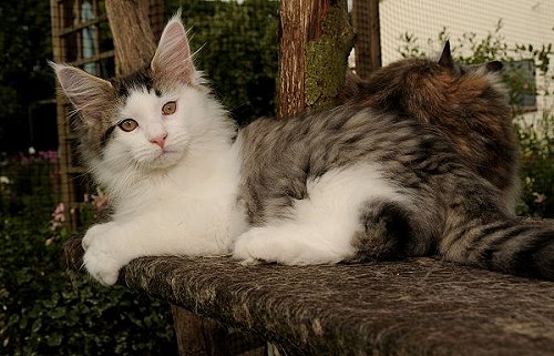 Lucina´s Newton, 12 Wochen alt