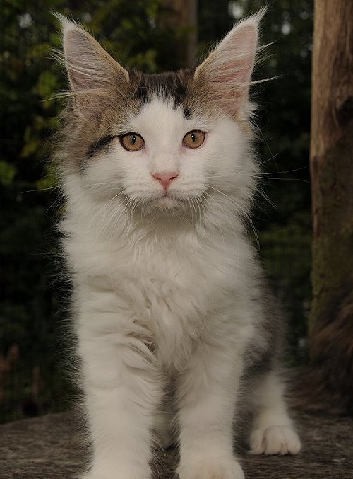 Lucina´s Newton, 12 Wochen alt