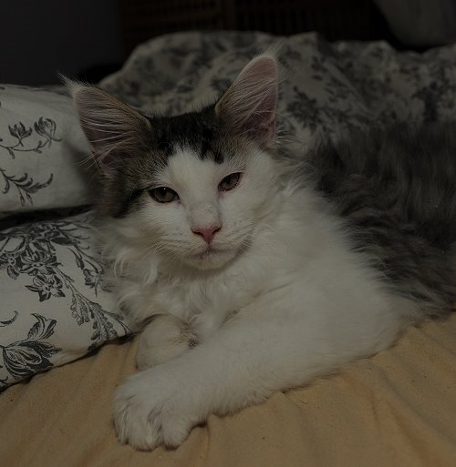 Lucina´s Newton, 13 Wochen alt