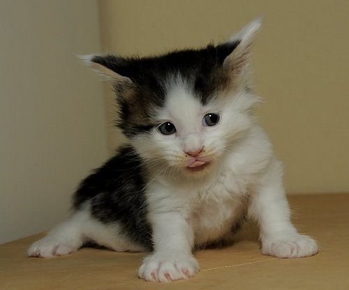 Lucina´s Newton, 4 Wochen alt